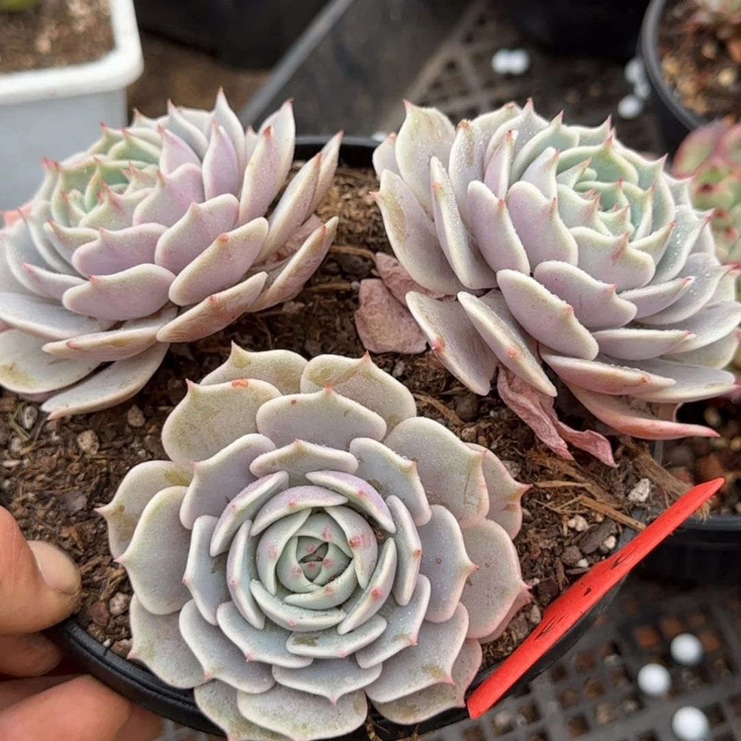 露娜脸一物一拍包装收缩花旱