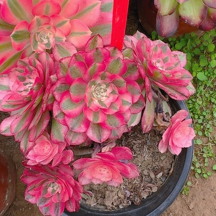 4-8倾城多肉法师