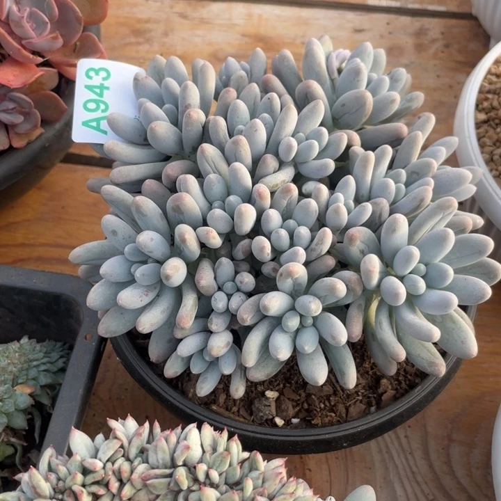 哈哈不会哈哈哈哈哈哈943