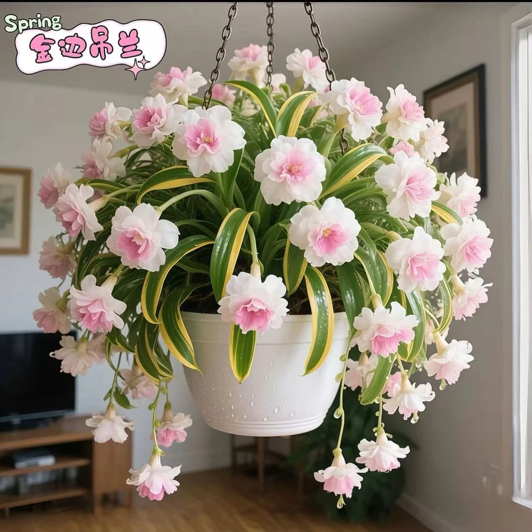 金边大花香水吊兰浓香型新手懒人好种四季开花 室内阳台驱蚊虫