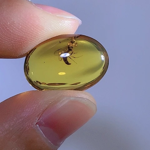 琥珀裸石未镶嵌乱**雄蜜蜂戒面