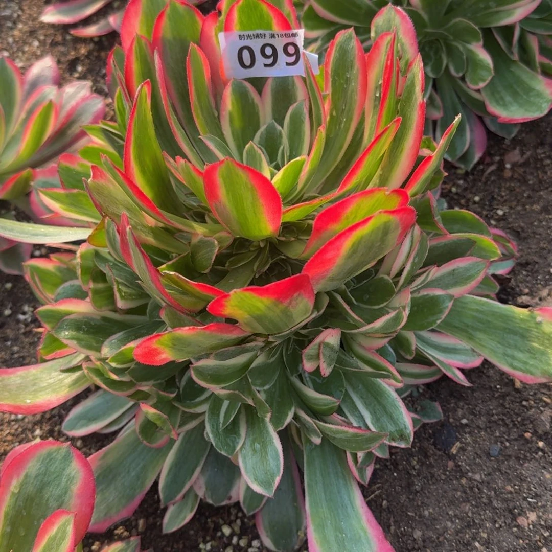 099妖月。多肉植物