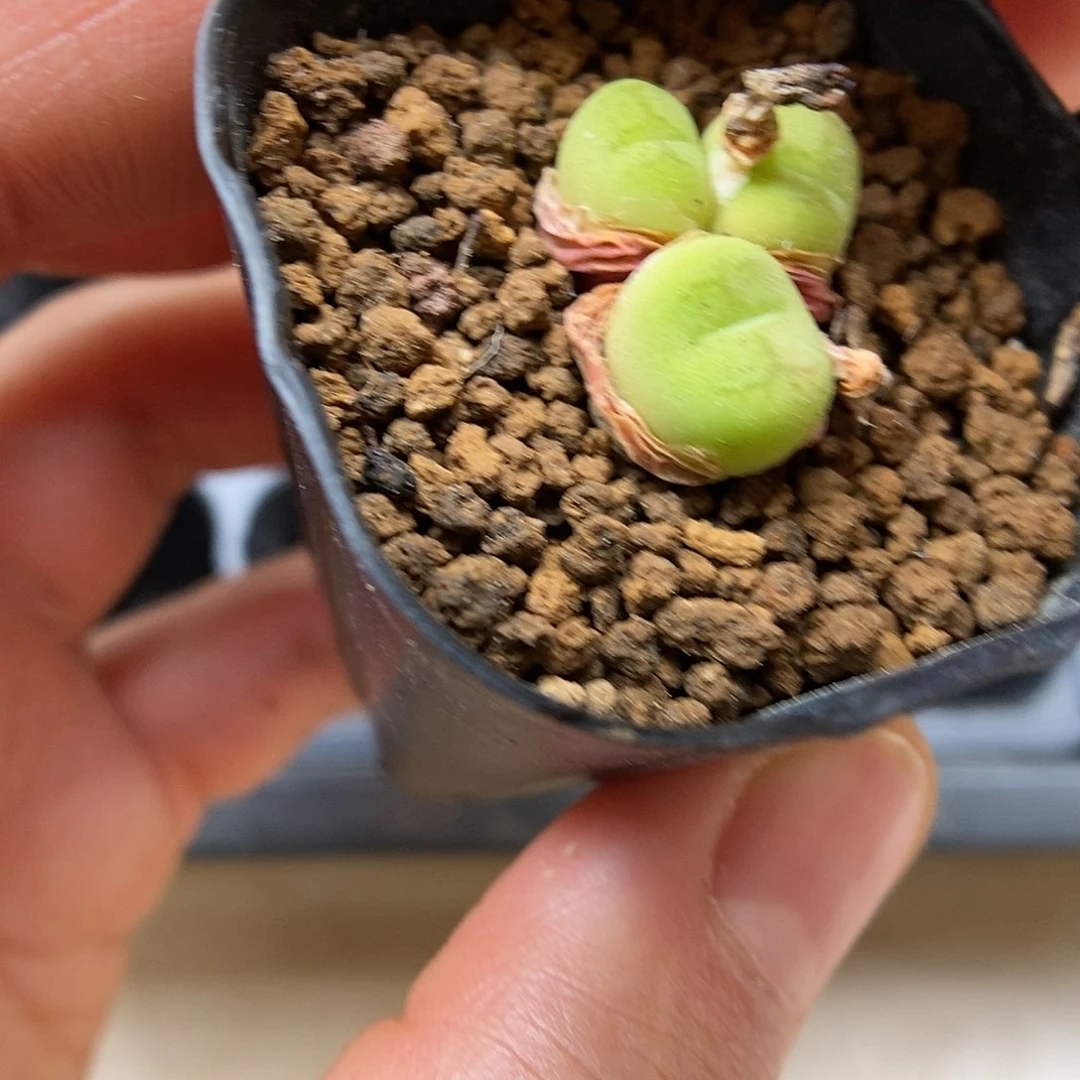 多肉植物K-1994（1.5）猴杂