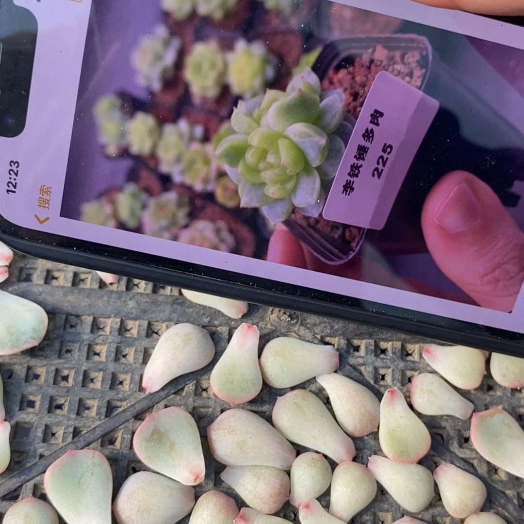 纯叶片甜心225一片多肉叶子