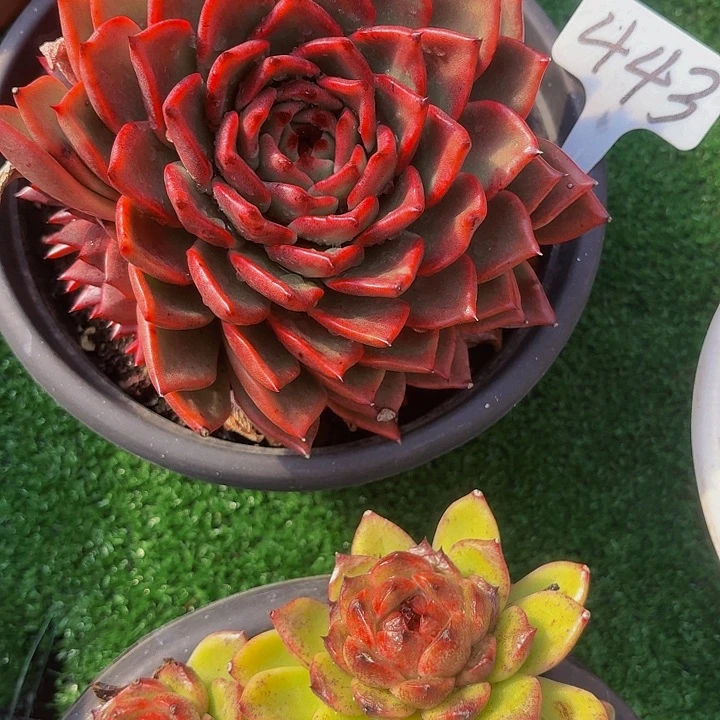 繁***？丽娟花卉红体水晶单头