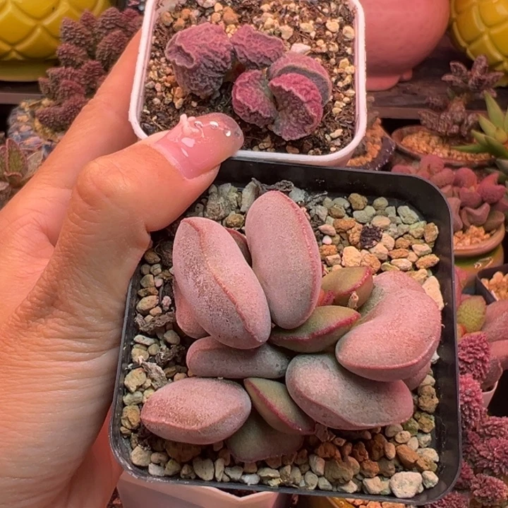 小***凤吉祥如意等名家的书法精品