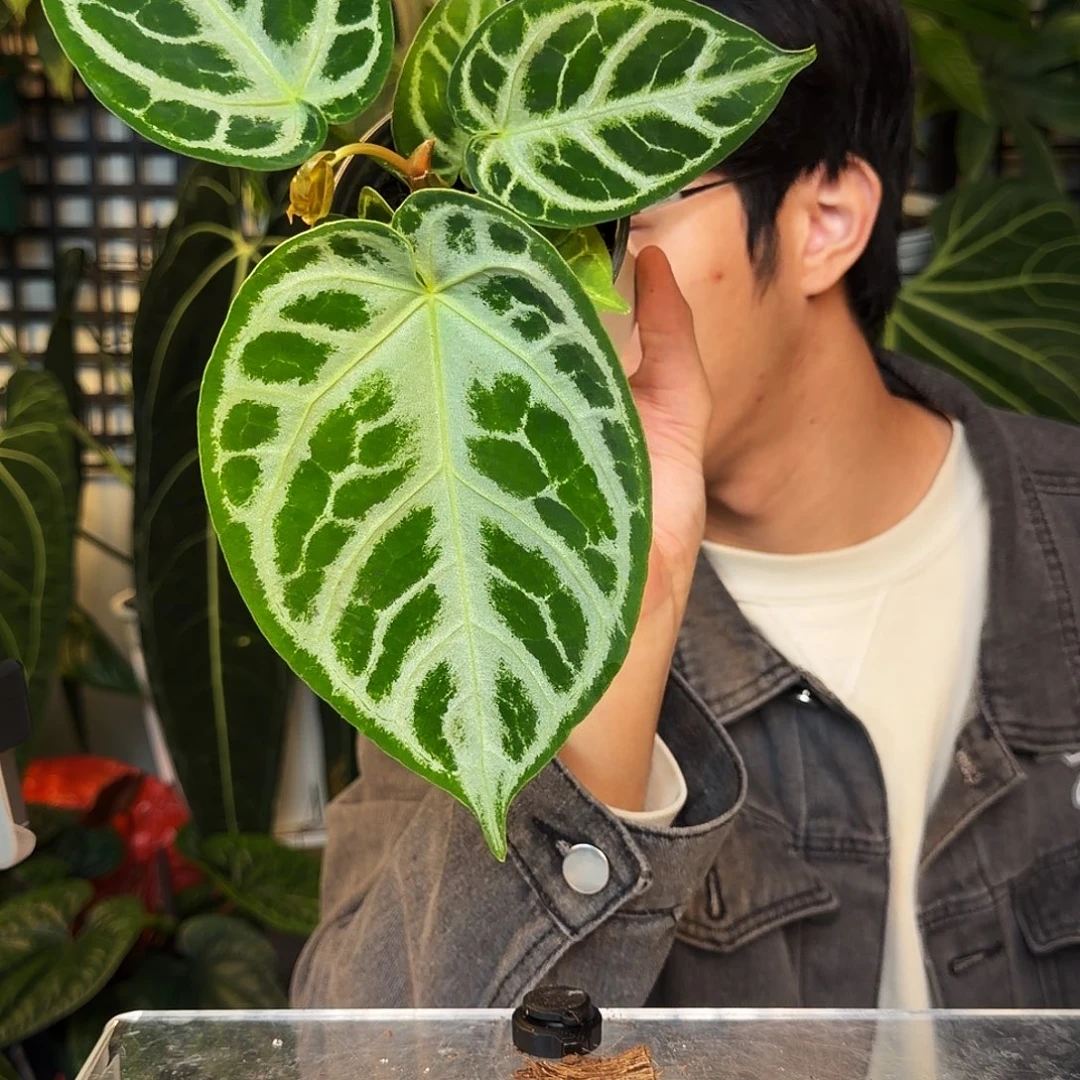 完全开放C176 银刷子