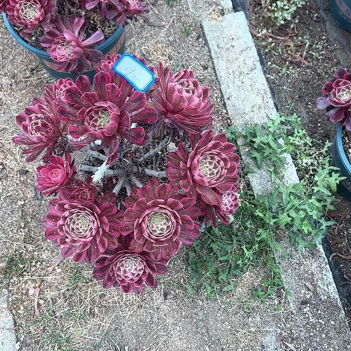 常*心192白月光多肉植物