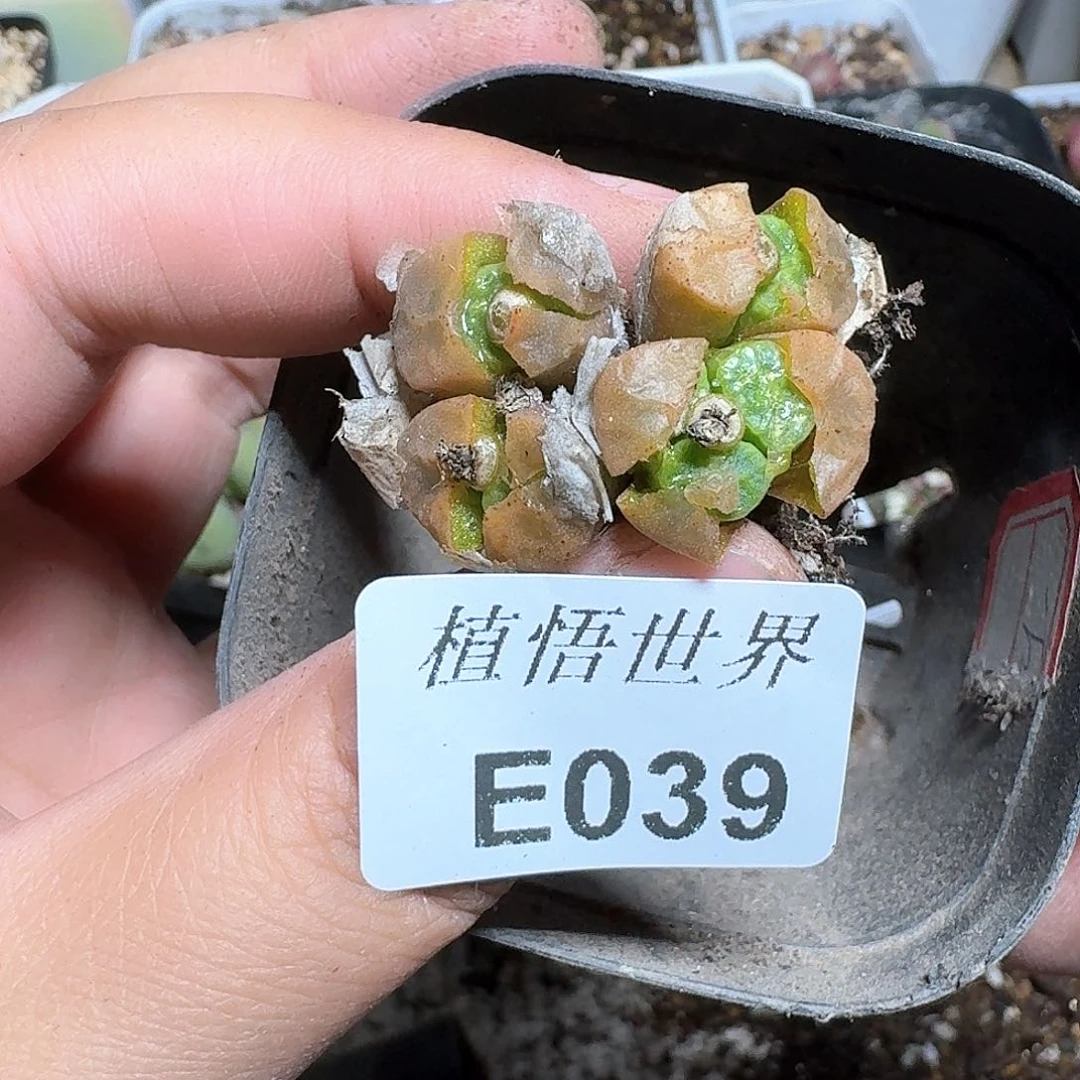 039号多肉植物哇v