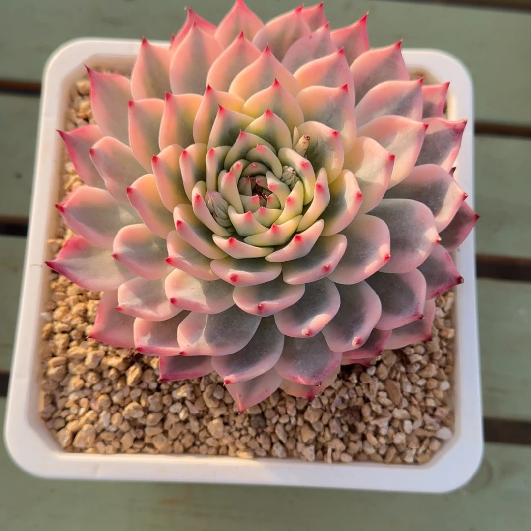 吉娃娃锦双十二福利