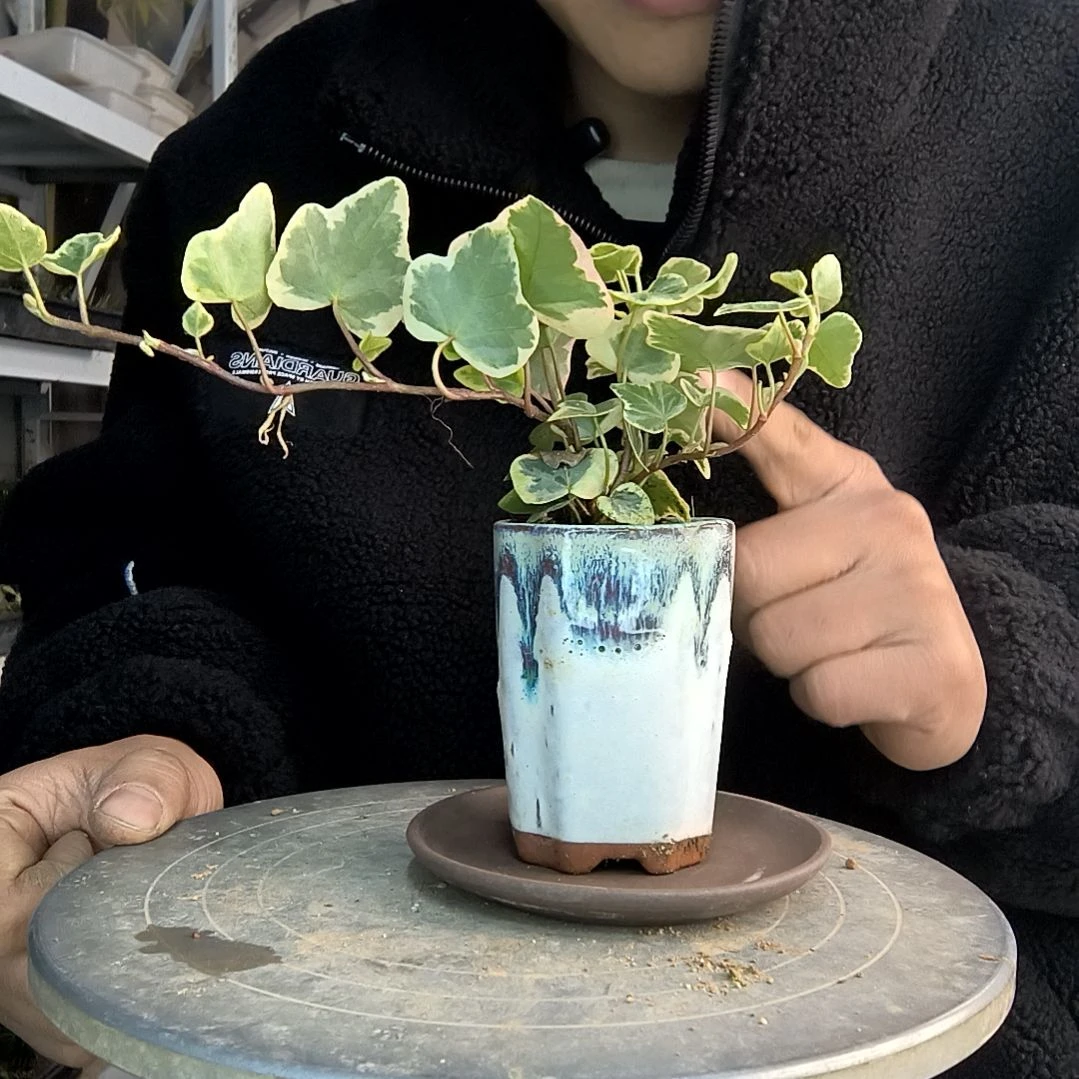 M**丹小盆景小植物一物一拍211