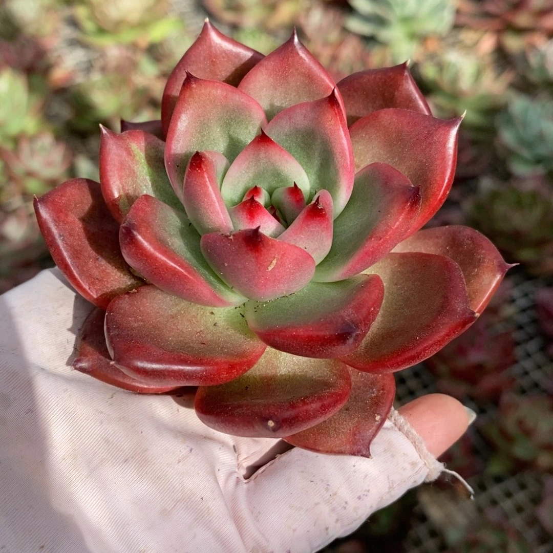 无花朵177专拍链接