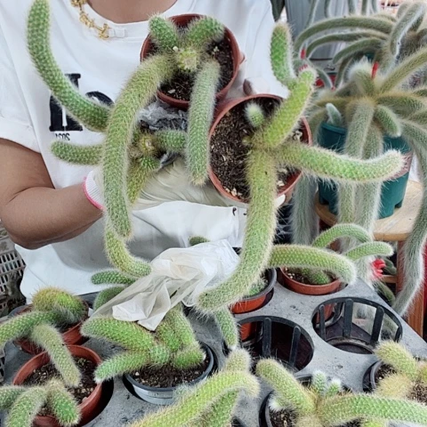 九尾狐脱土实拍三颗包邮不包损