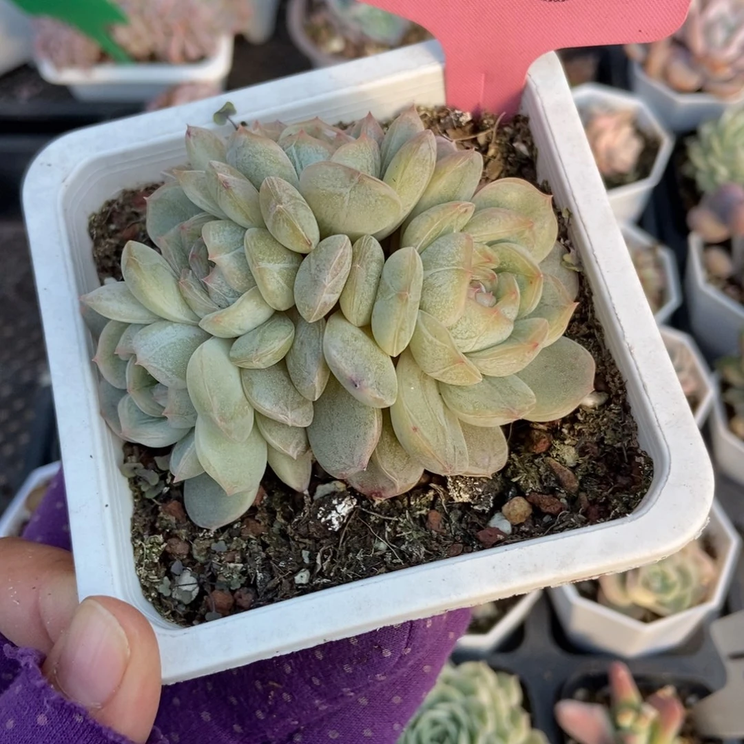 2055白恋多肉植物