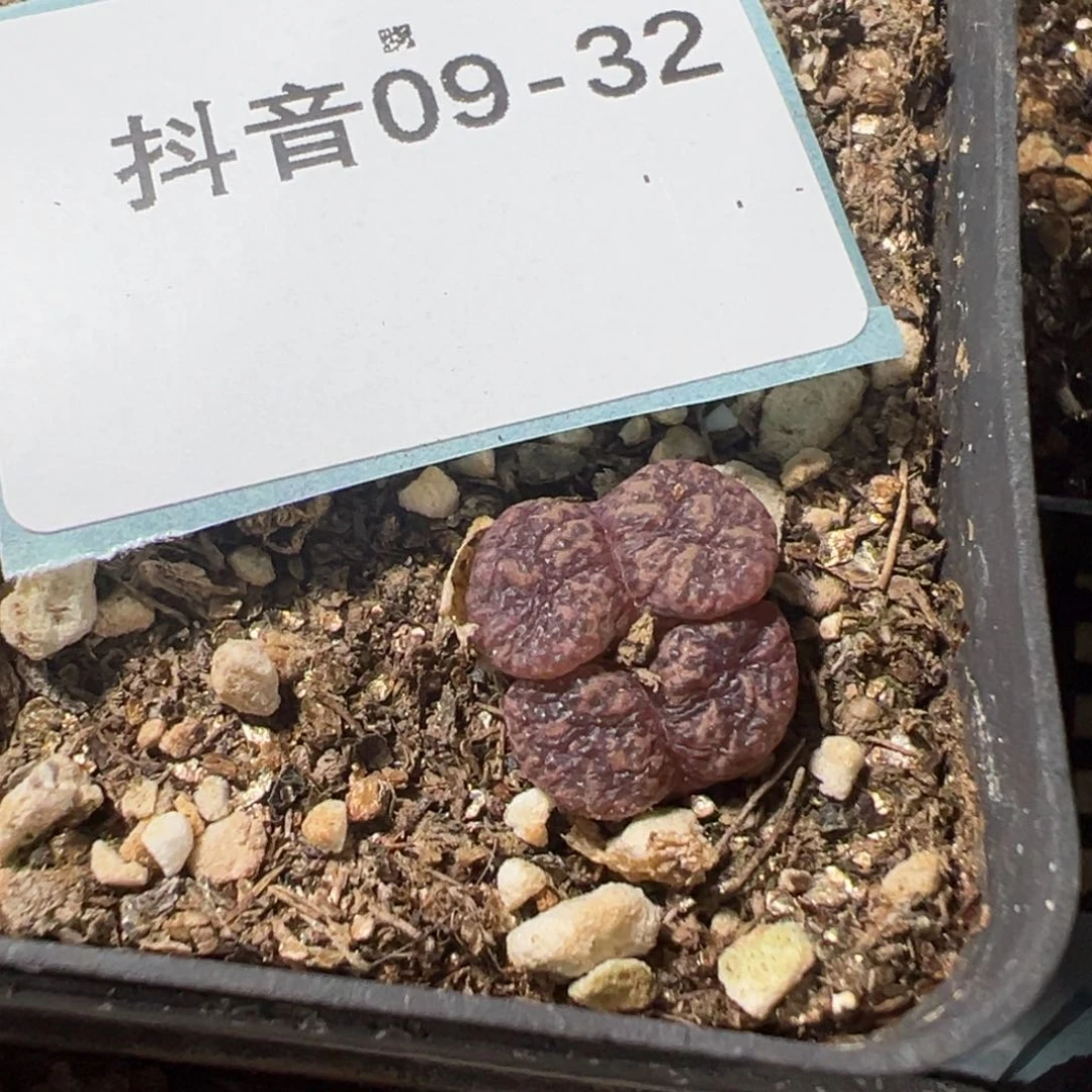 9-32肉锥多肉植物