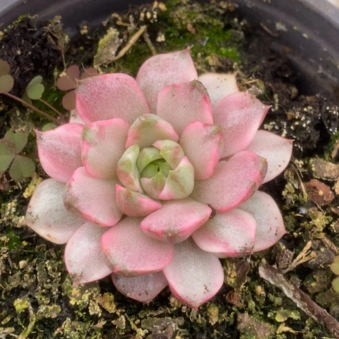 134血燕锦锦锦锦锦锦