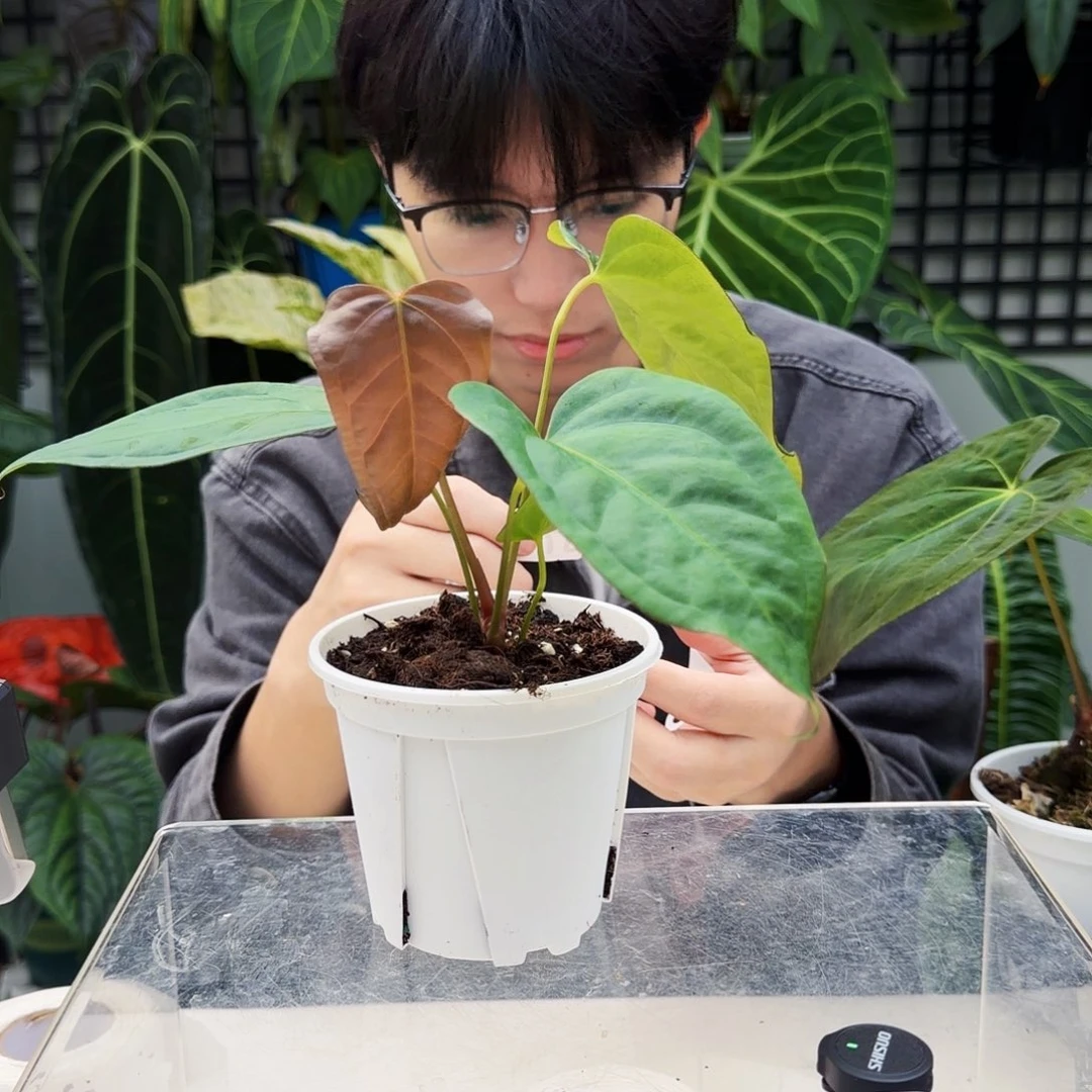 完全开放J122 西尼亚杂