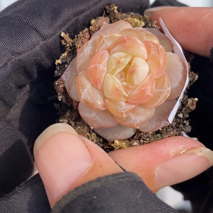 1227-562，粉魄多肉