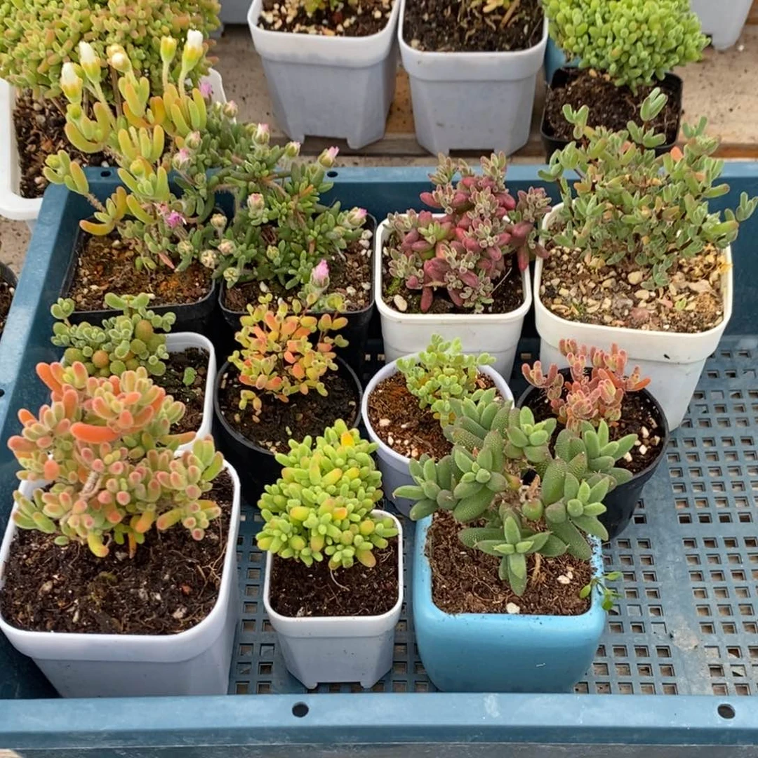 养****茶551一人一筐。