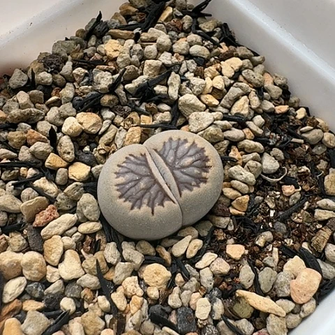 3464黑菊菊花纹母本带盆土发货