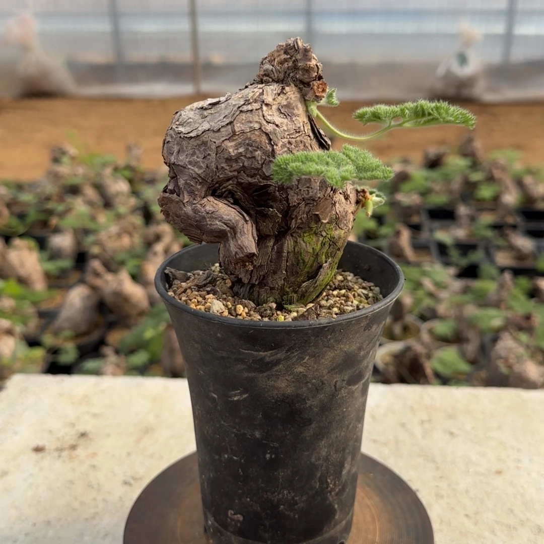 37枯木洋葵块根植物