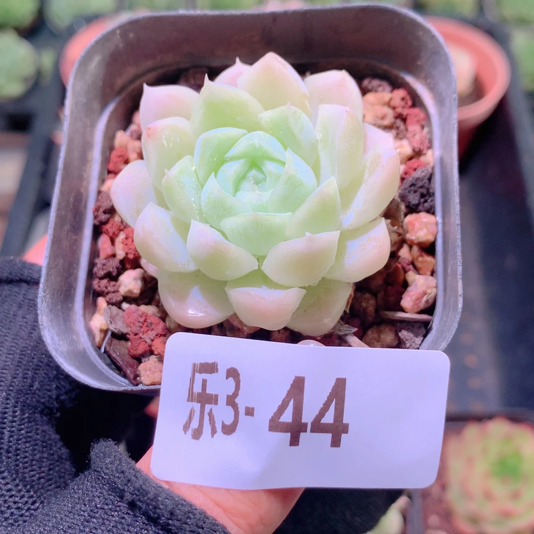 乐然 3-44 白月影