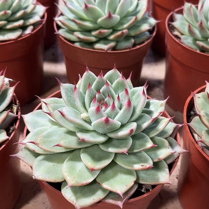 精品超大托斯卡内利多肉植物
