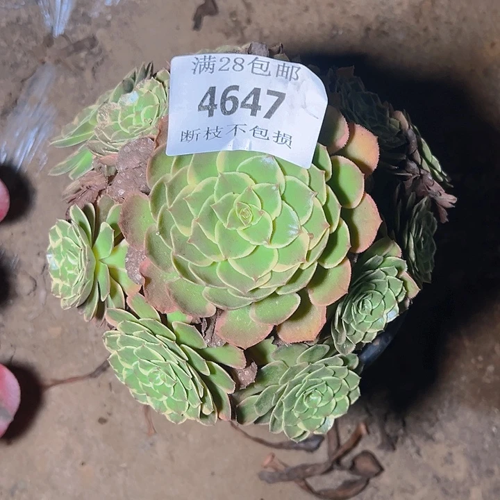 4647粉花妖多肉植物