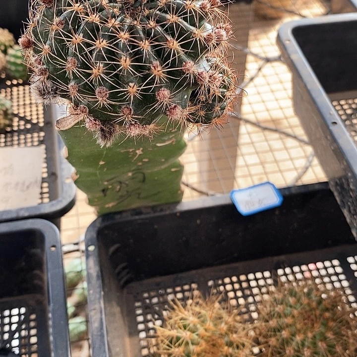 夏*白光环/脱土脱盆20包邮/