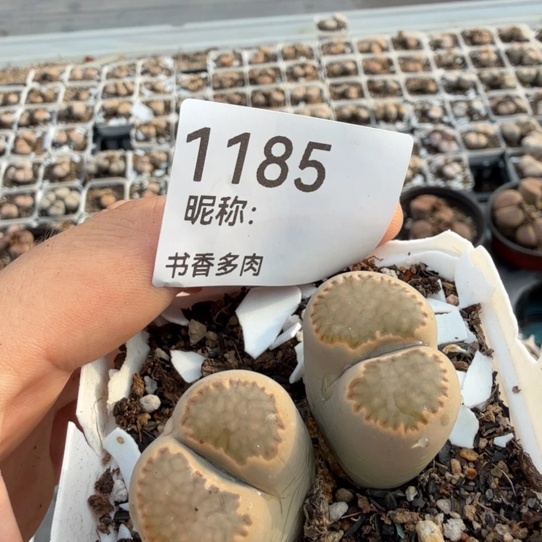 蕉****多肉植物。