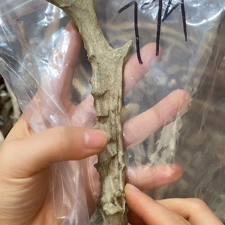 鹿角鹿角鹿角鹿面鹿