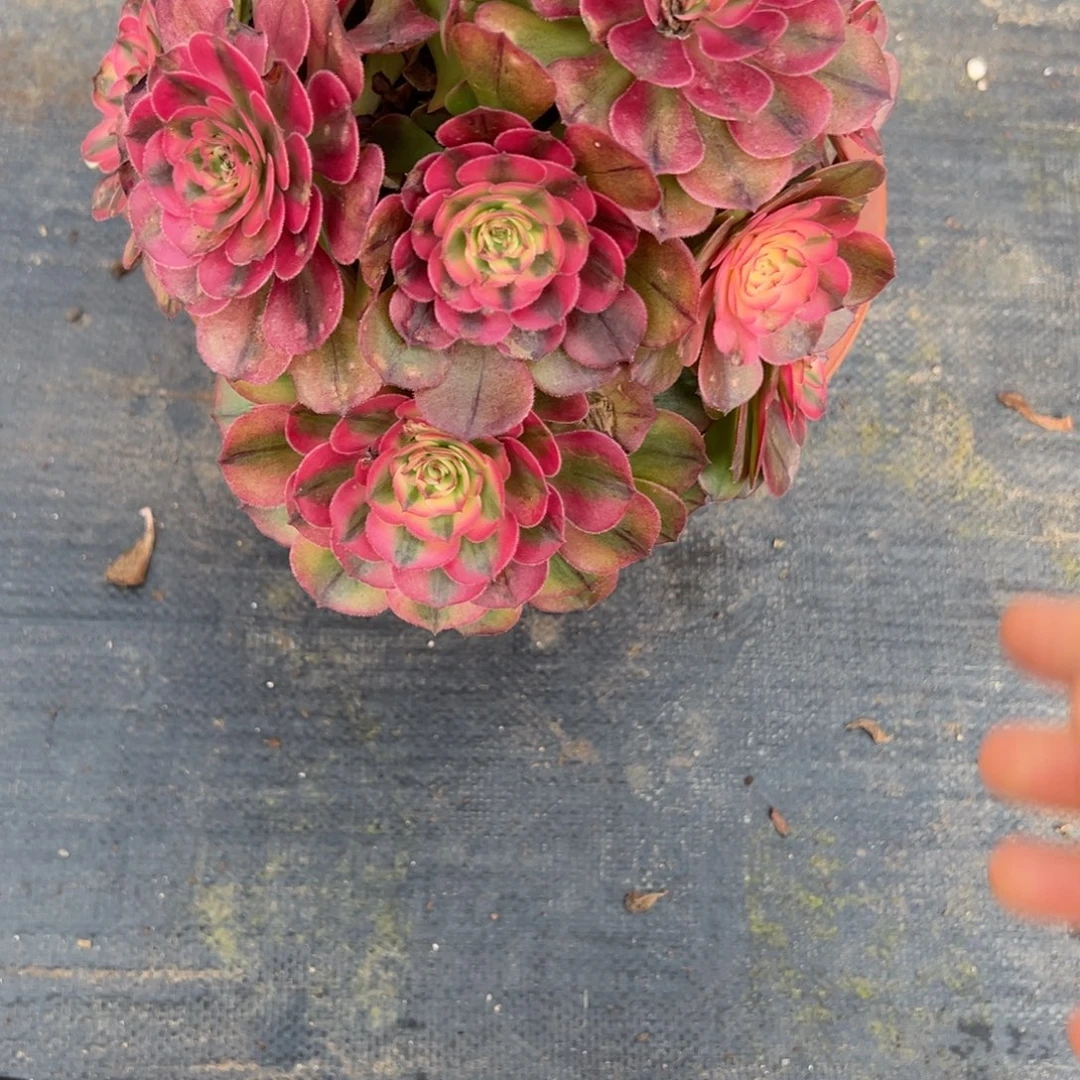 那***喵227荔枝有微瑕多肉多肉