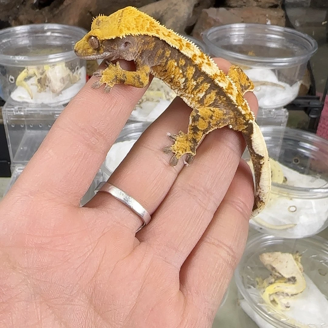 睫角守宫超级三色