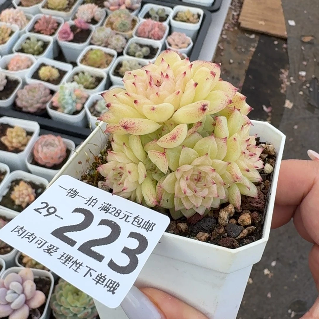 麦秆无盆土发货无盆土发货无