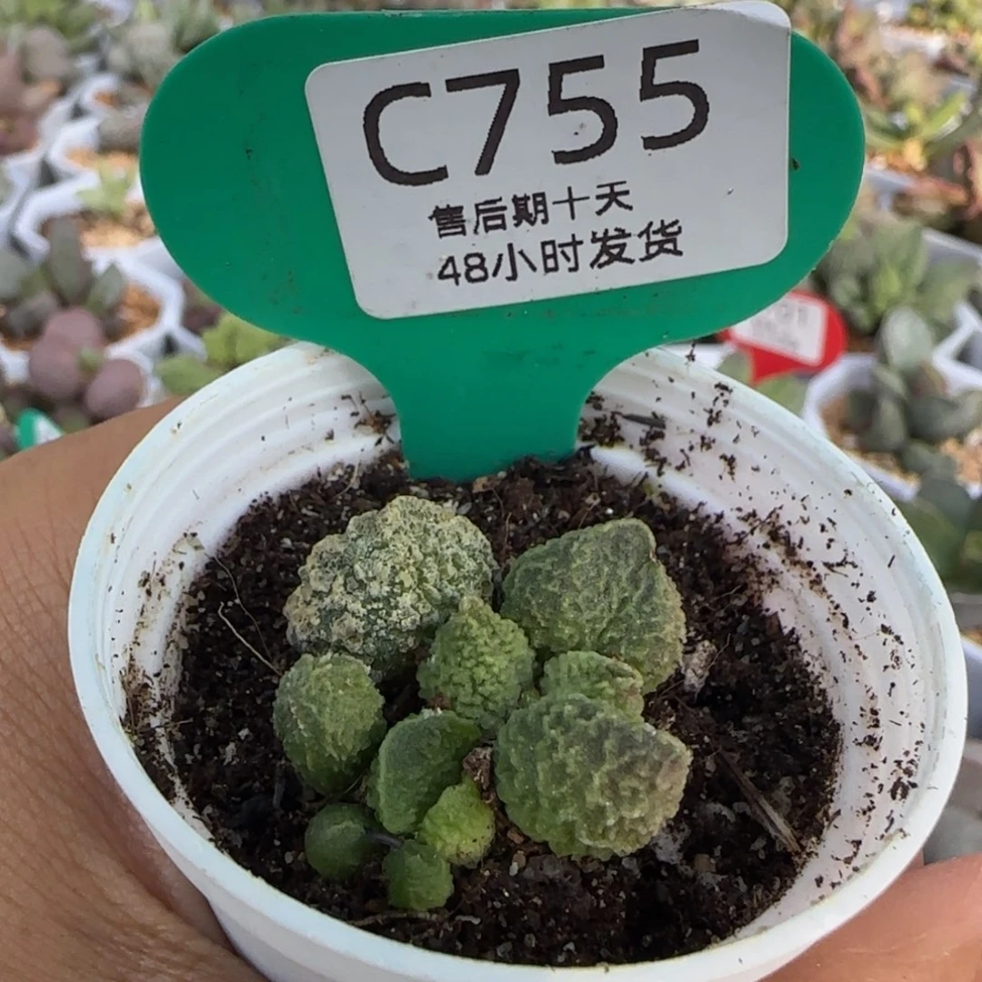 福利多肉水泡。     755。