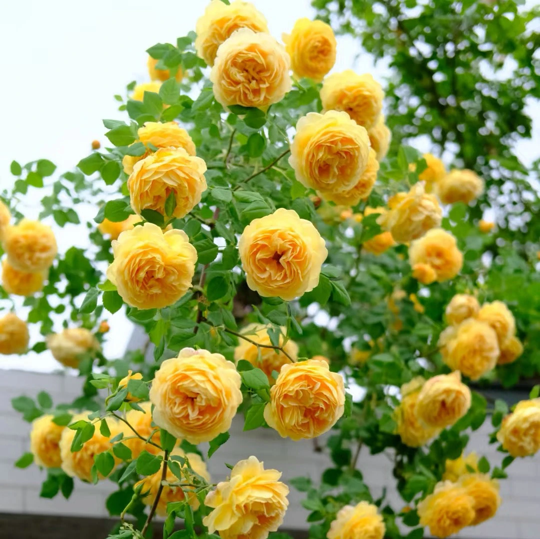 【1.5米】藤本月季大苗庭院地栽盆栽爬藤植物浓香大花四季开花