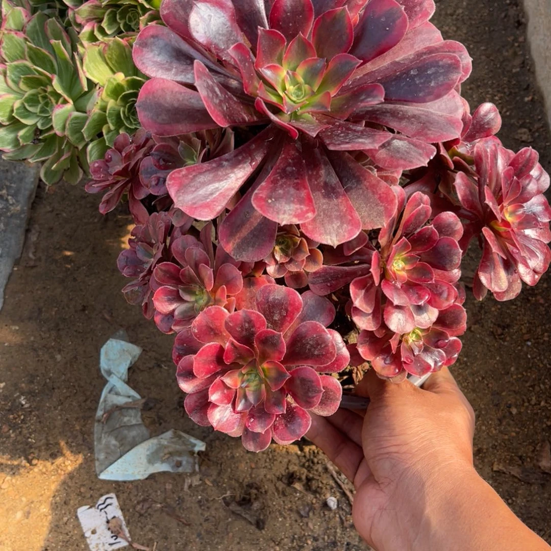 11-4-30美杜莎法师锦