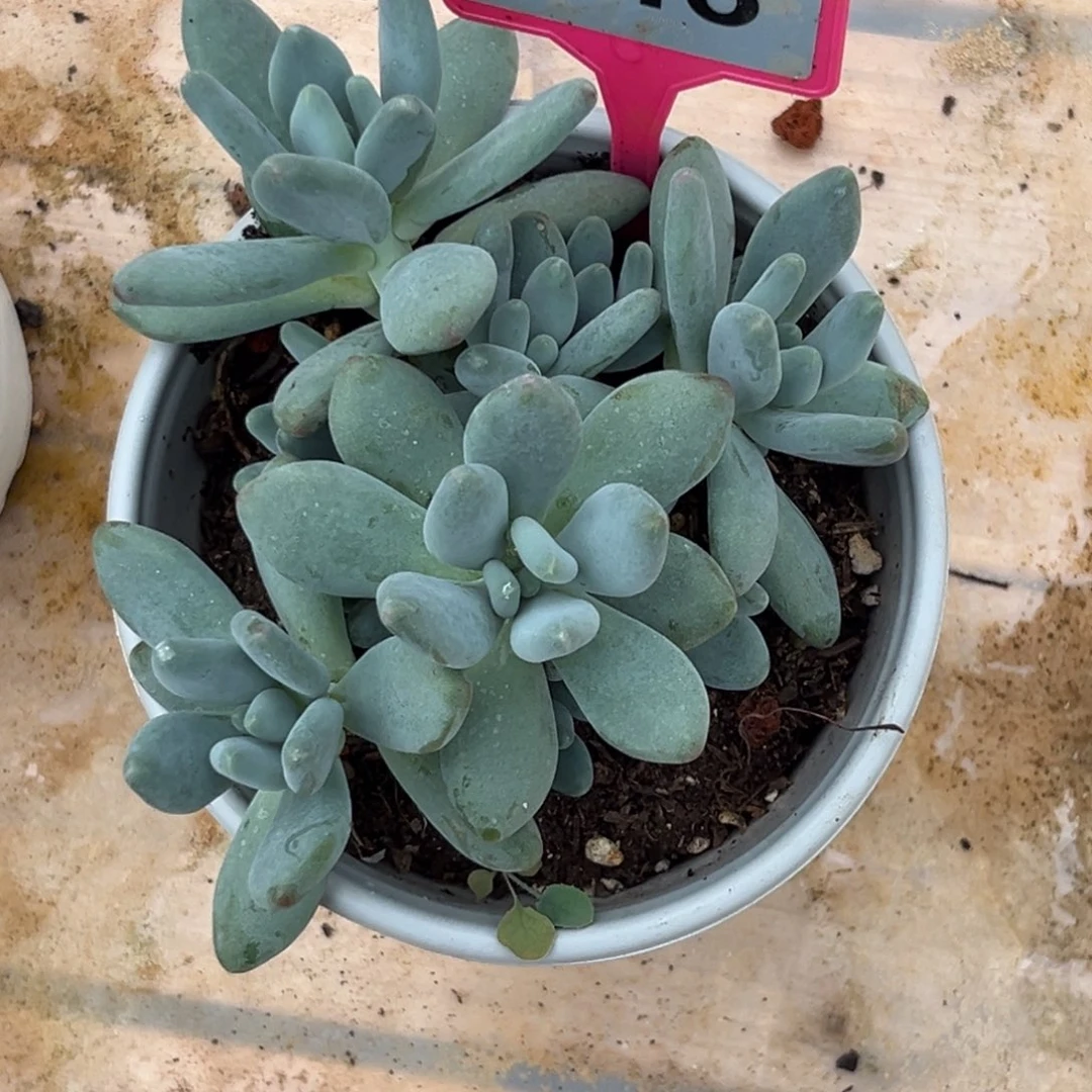 多肉植物企鹅杂243