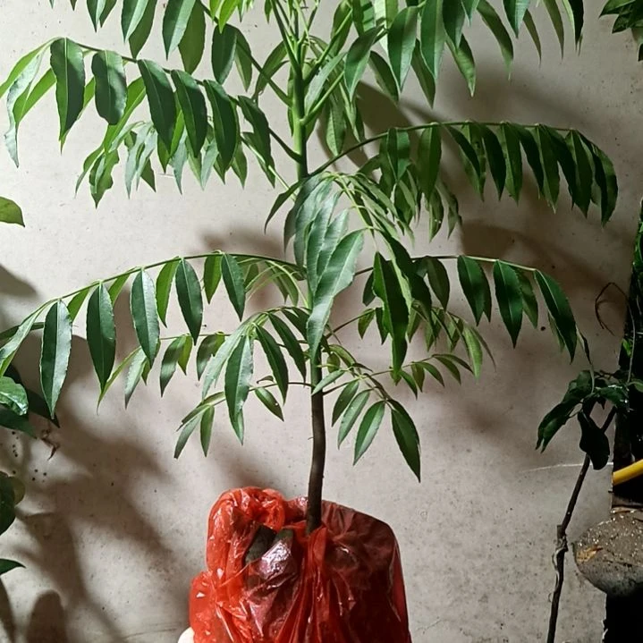太平洋橄榄带杯带叶发货