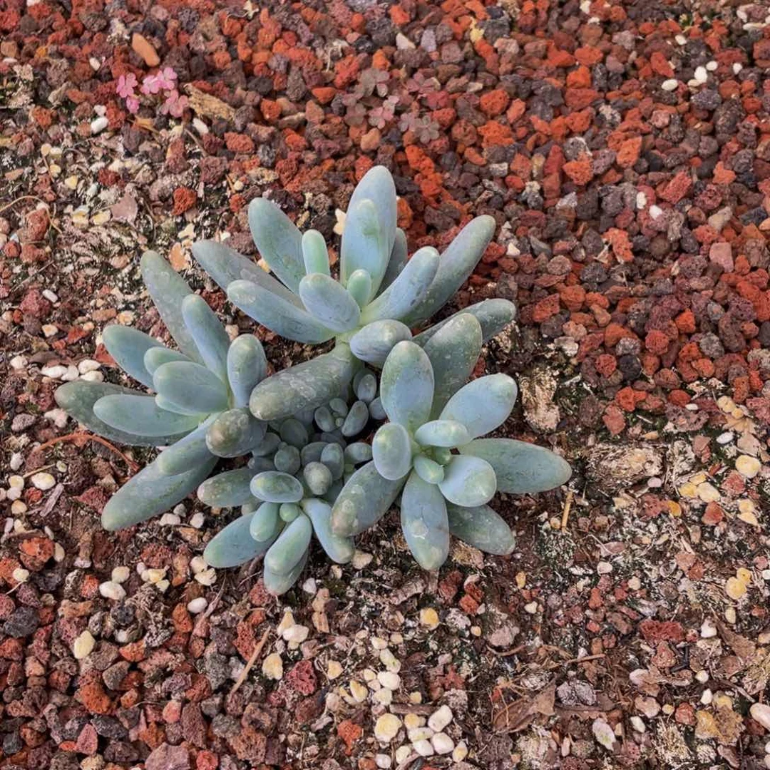w***w好看的多肉植物群生