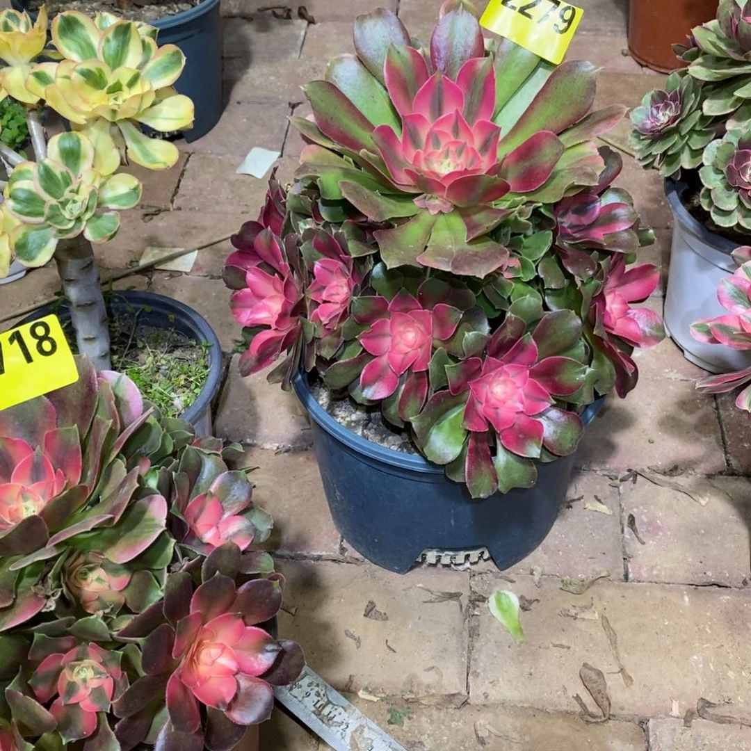 *****香妃多肉植物2279