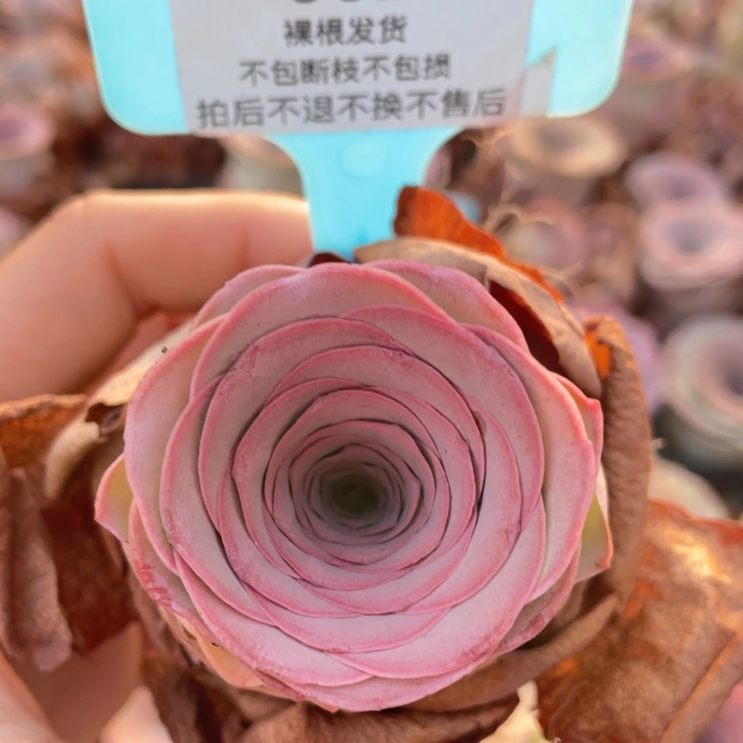 毛***妮山地玫瑰002裸根发货不售后