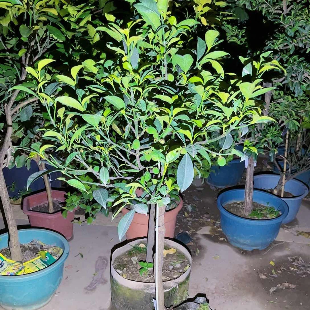 一*果苗。果苗。果苗6666