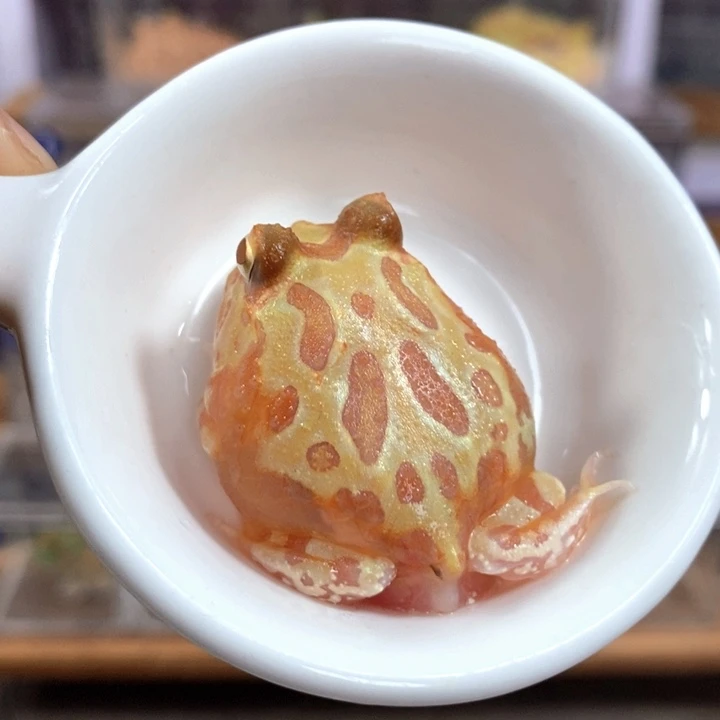 角蛙545号变异角蛙