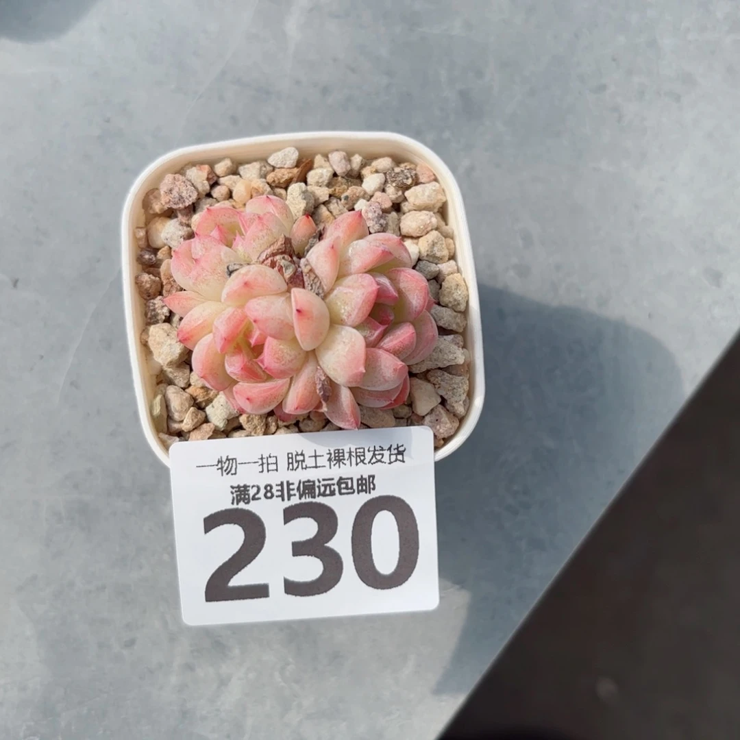 甜心珍妮群多肉多肉多肉