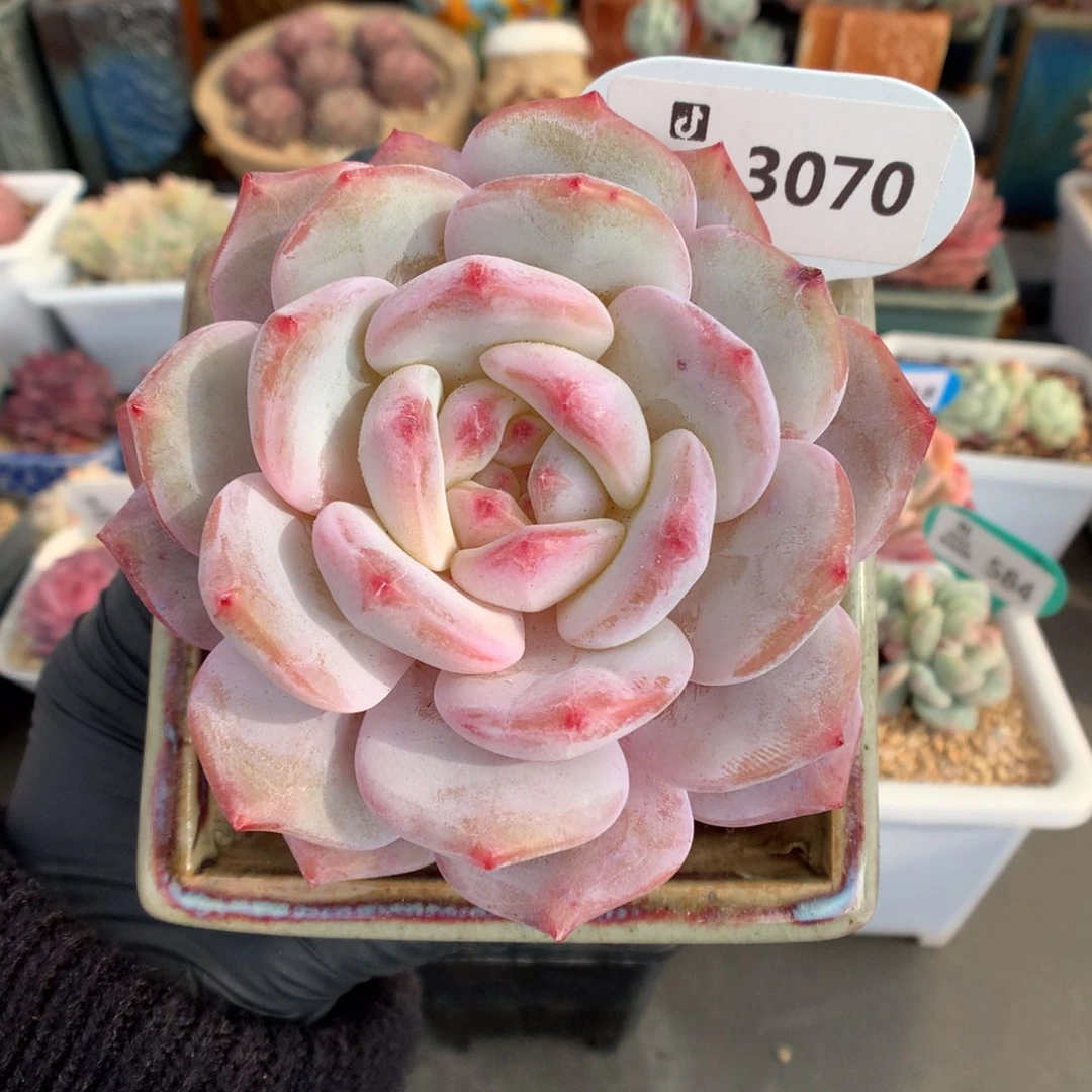 3070 肥肥子橙梦露