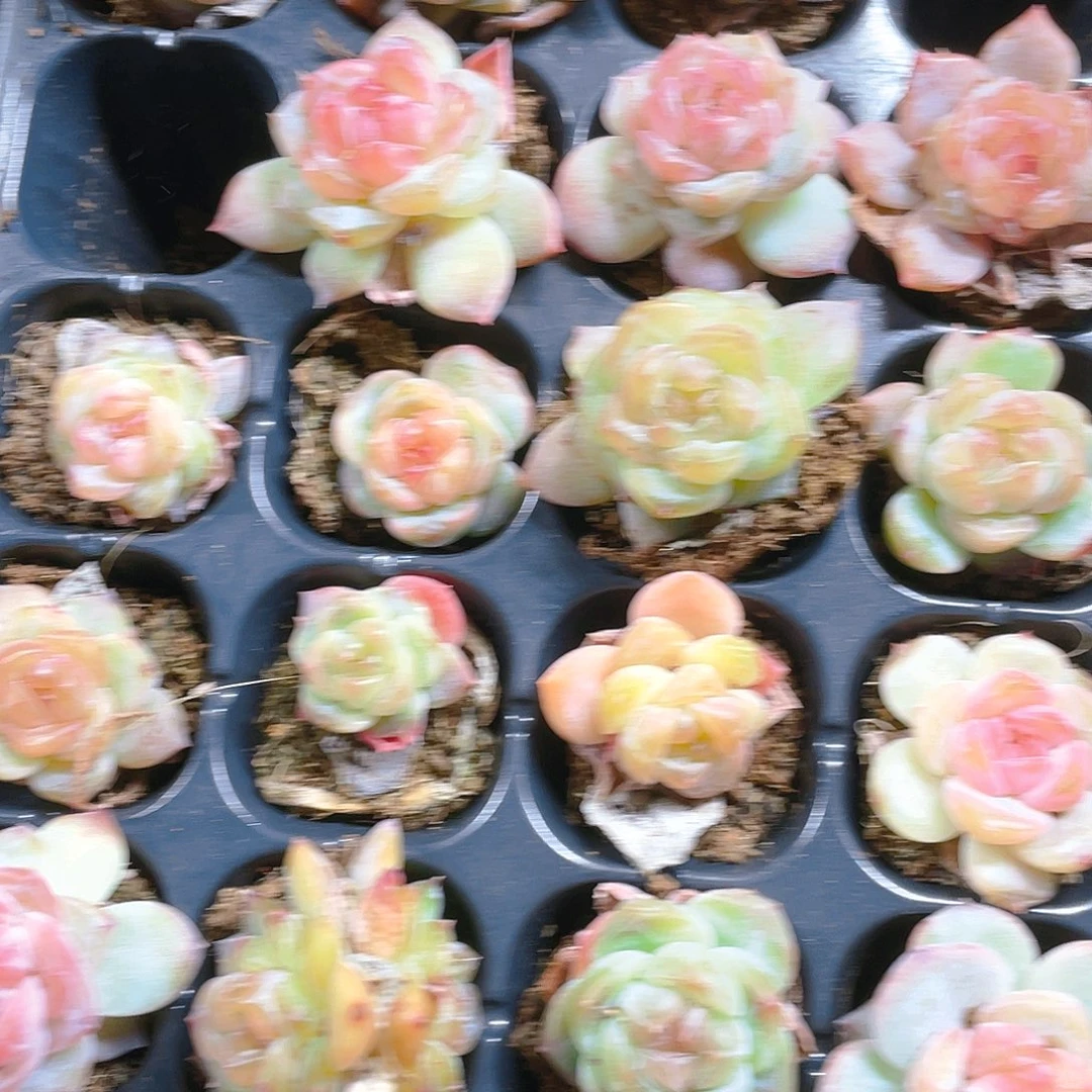 5号糖心个体穴一个满25包邮