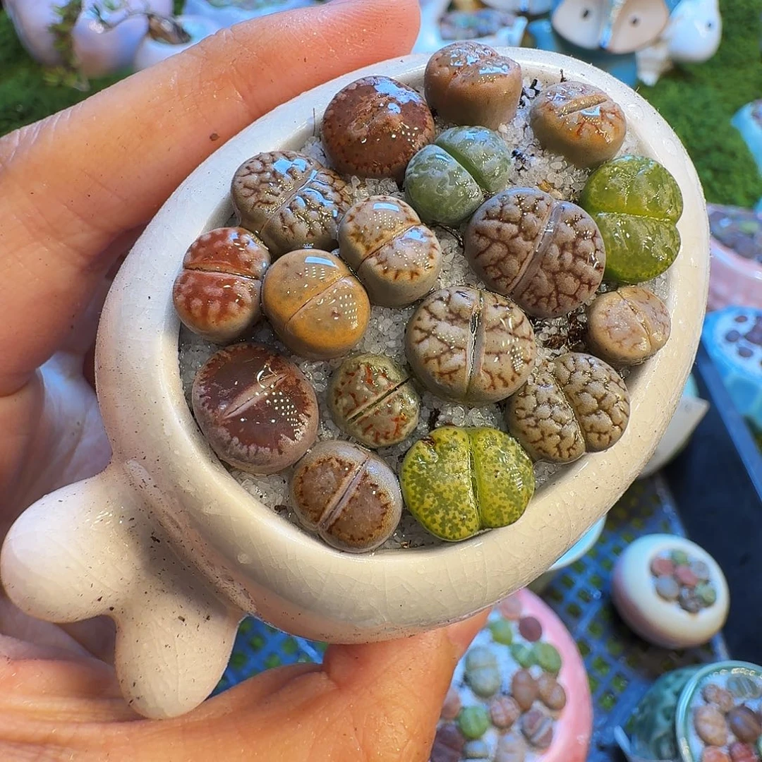 多肉植物福利冲1356