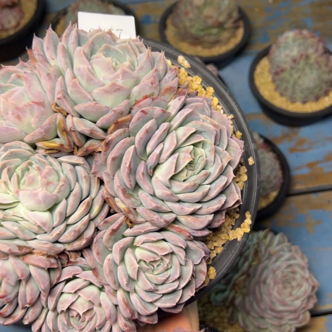 ?****?0157肉多么多么多么