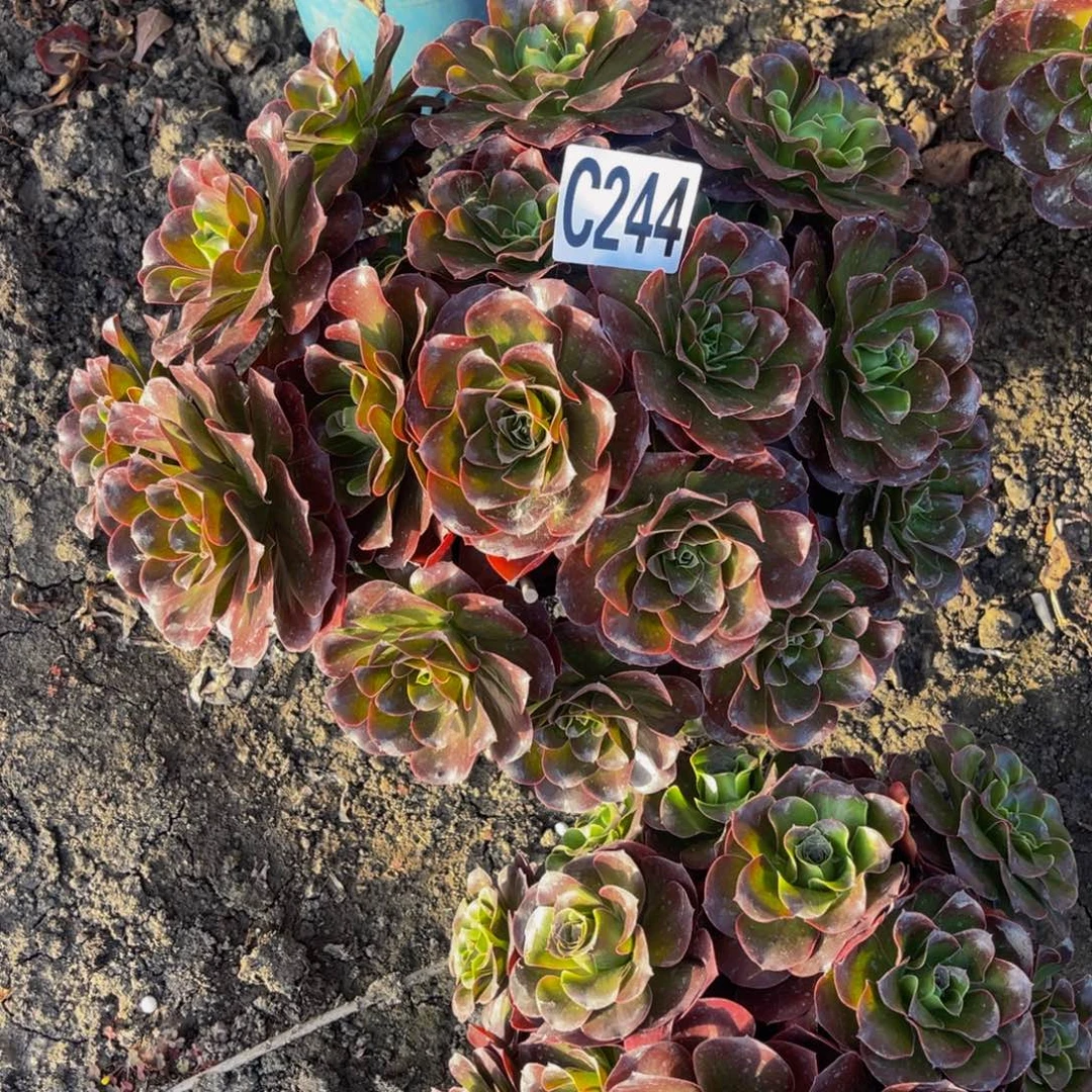 魅金法师16/////34包邮